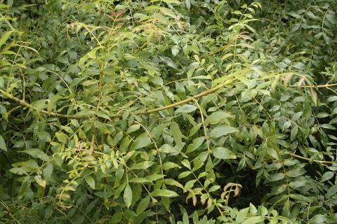 Foto van Fraxinus 'Aurea Pendula'