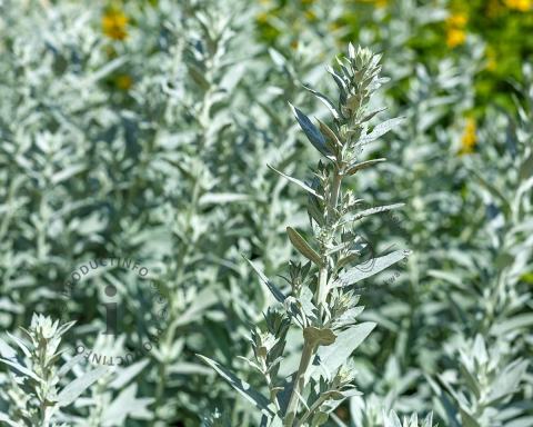 Foto van Westerse bijvoet ‘Silver Queen’