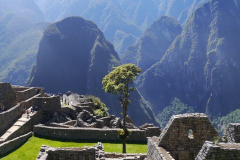 Foto van Braziliaanse koraalboom