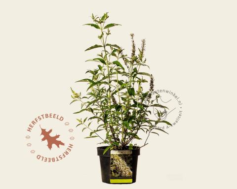 Foto van Vlinderstruik ‘Butterfly Tower White’