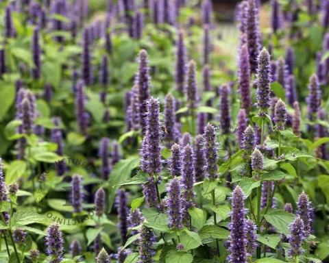 Foto van Dropplant ‘Blue Fortune’