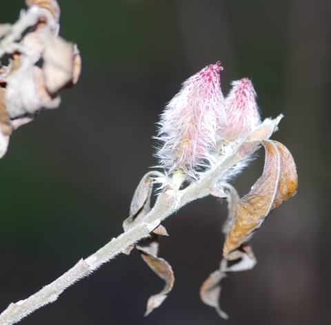 Foto van Salix 'Melanostachys'