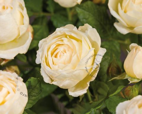 Foto van Klimroos ‘Uetersener Klosterrose’