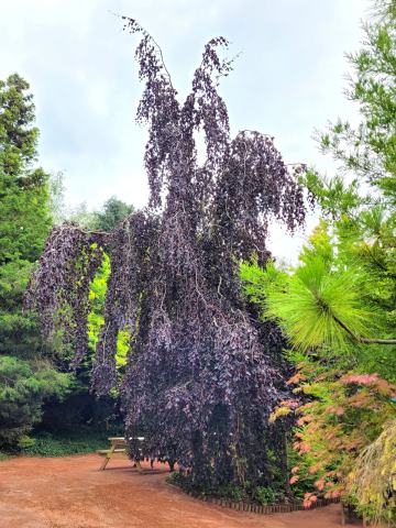 Foto van Fagus 'Purpurea Pendula'