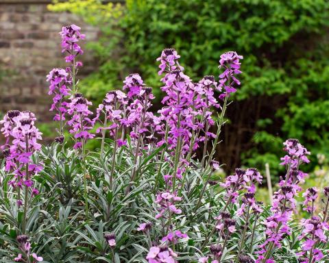 Foto van Muurbloem ‘Bowles Mauve’