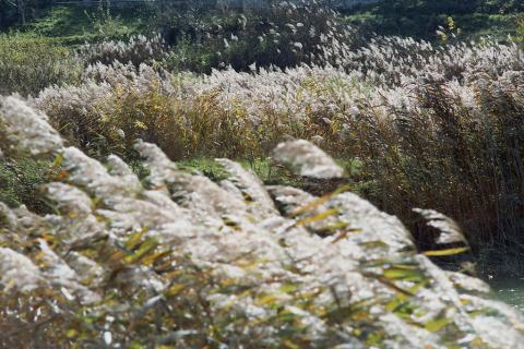 Foto van Riet