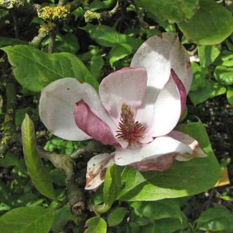 Foto van Magnolia 'Rustica Rubra'