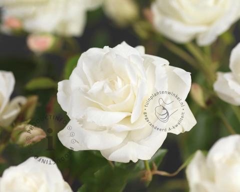 Foto van Trosroos ‘Schneewittchen’