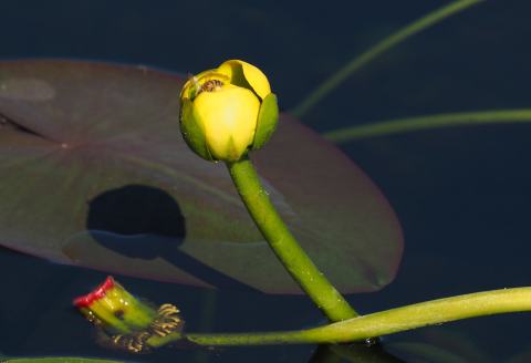 Foto van Tuinplomp