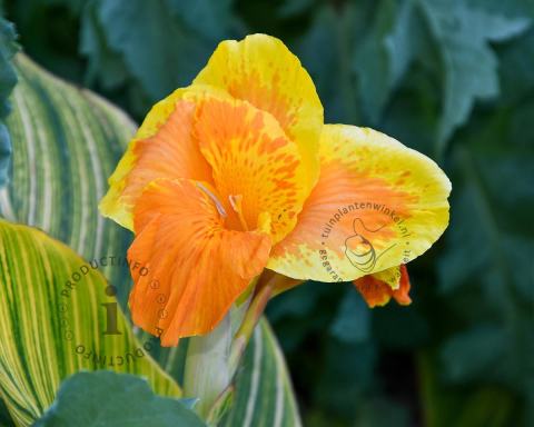 Foto van Bloemriet ‘Pretoria’