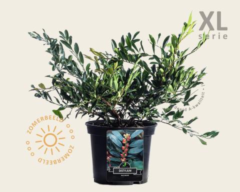 Foto van Distylium ‘Blue Cascade’