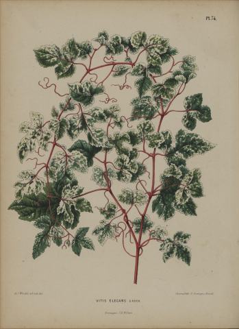 Foto van Ampelopsis 'Elegans'
