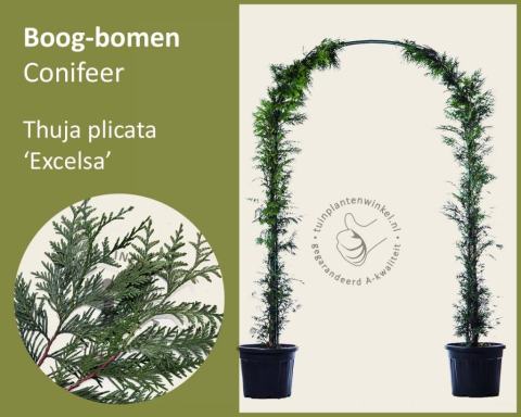Foto van Reuzenlevensboom ‘Excelsa’