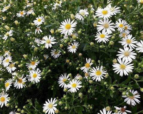 Foto van Herfstaster ‘Starshine’