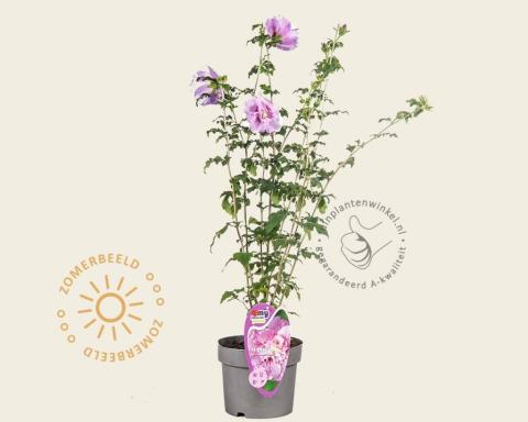 Foto van Altheastruik ‘Lavender Chiffon’