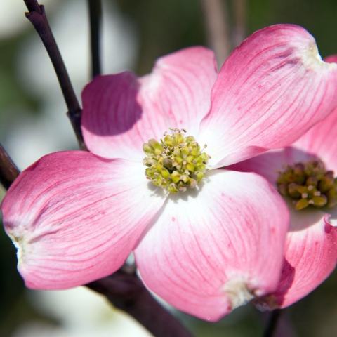 Foto van Cornus 'Cherokee Brave'
