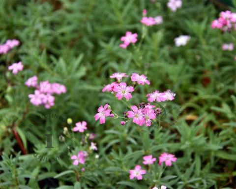 Foto van Kruipend gipskruid ‘Rosea’
