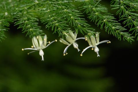 Foto van Sierasperge