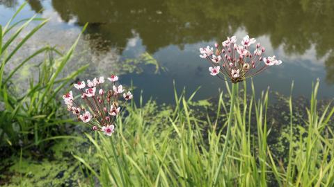 Foto van Zwanenbloem