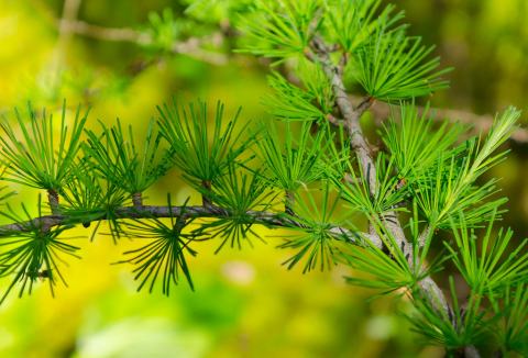Foto van Amerikaanse larix
