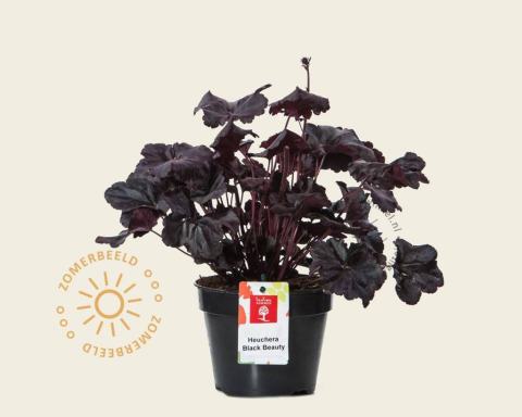 Foto van Purperklokje ‘Black Beauty’