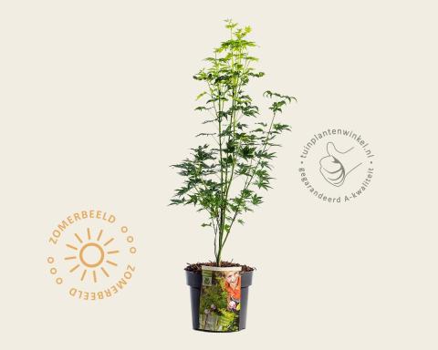 Foto van Japanse esdoorn ‘Going Green’
