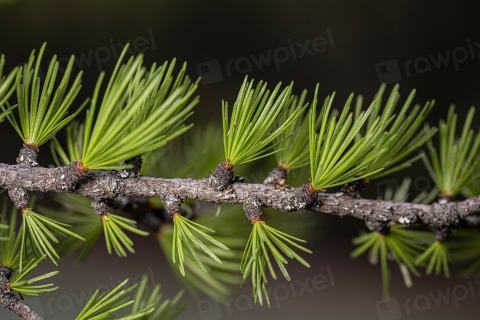 Foto van Westerse larix