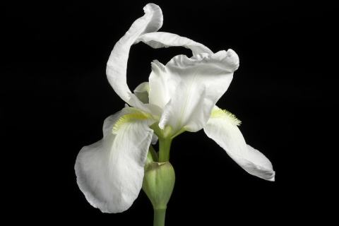 Foto van Iris 'Florentina'