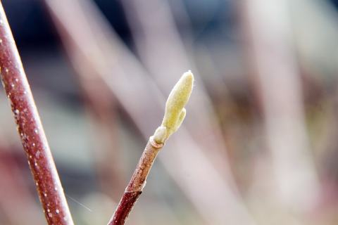 Foto van Magnolia 'Butterflies'