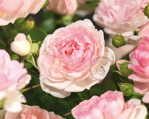 Foto van Klimroos ‘Jasmina’