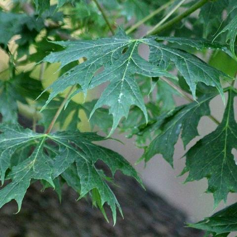 Foto van Acer 'Palmatifidum'