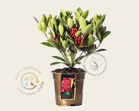 Foto van Skimmia (Vrouwelijk) ‘Obsession’