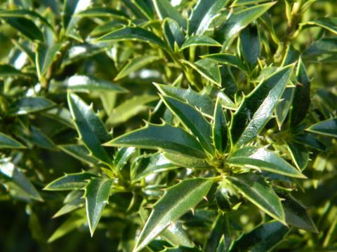 Foto van Ilex 'Myrtifolia'