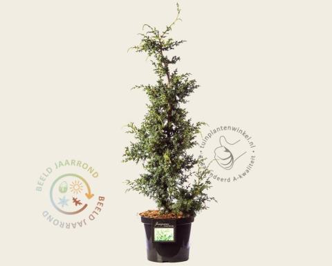 Foto van Chinese jeneverbes ‘Blue Alps’