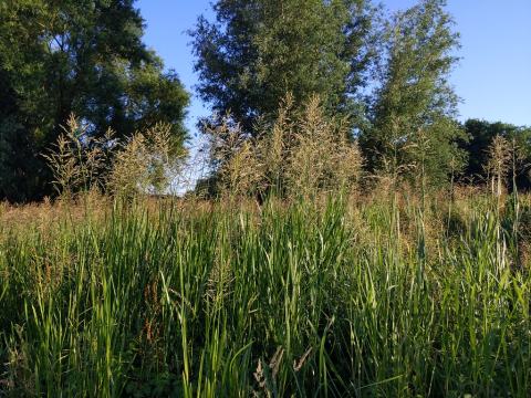 Foto van Liesgras