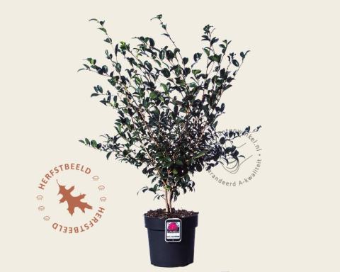 Foto van Herfstbloeiende camelia ‘Jennifer Susan’