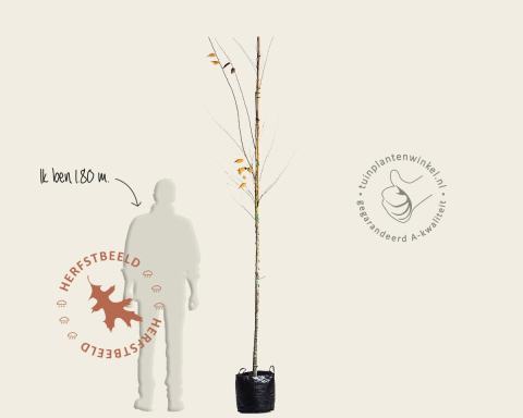 Foto van Japanse zelkova ‘Green Vase’