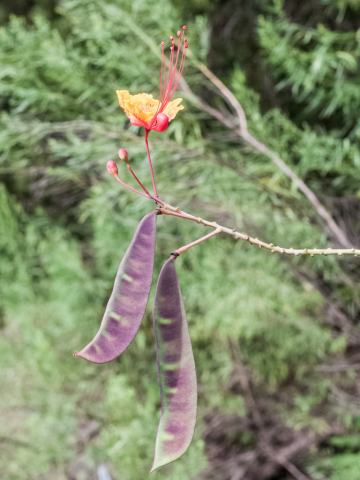 Foto van Pauwenbloem