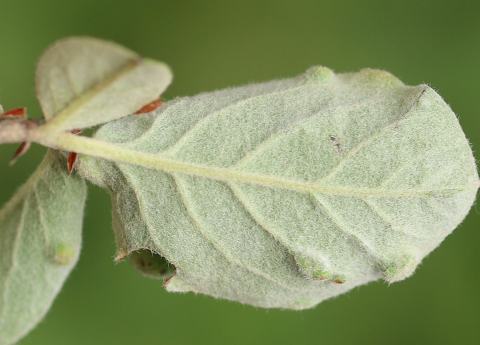 Foto van Viltige cotoneaster