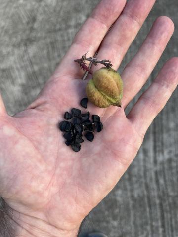 Foto van Rode yucca