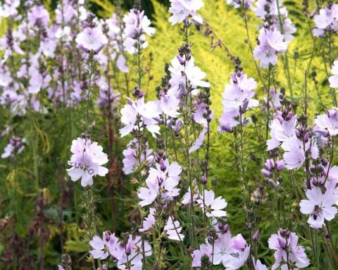 Foto van Griekse malva ‘Elsie Heugh’