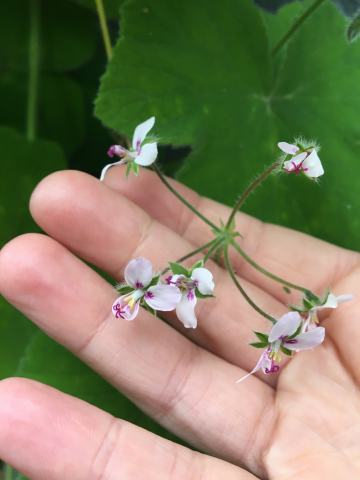 Foto van Pepermuntpelargonium