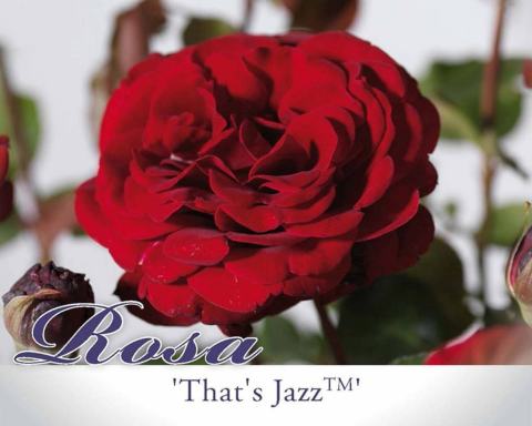Foto van Klimroos ‘That's Jazz’
