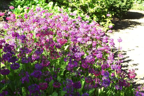 Foto van Primula 'onbedkend'