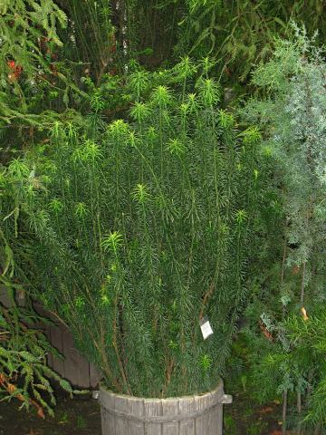 Foto van Knoptaxus