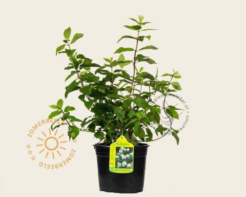 Foto van Pluimhortensia ‘Darts Little Dot’