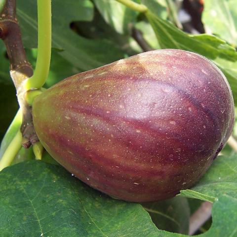 Foto van Ficus 'Mission'