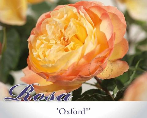 Foto van Grootbloemige roos ‘Oxford’