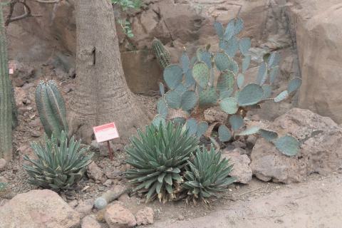 Foto van Olifantspoot yucca