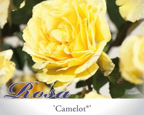 Foto van Trosroos ‘Camelot’